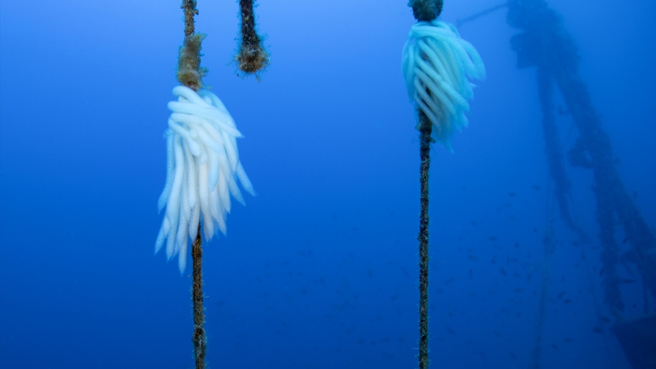 "Karaburun, kıyılarıyla doğal koruma alanı ilan edilebilir"