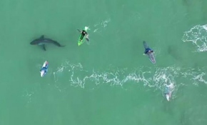 Güney Afrika'da köpek balığı tehlikesi drone ile görüntülendi