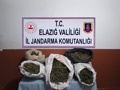 Elazığda Hint keneviri operasyonu