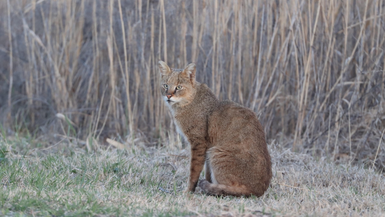 Yoğurtçuoğlu, yaptığı açıklamada, Türkiye`de nesli tükenmekte olan yaban hayvanları arasında yer alan saz kedisi ile şans eseri göz göze geldiğini söyledi.