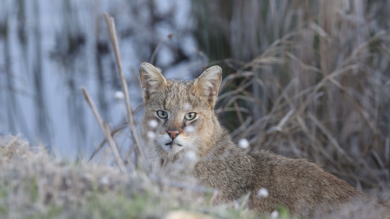 Yerin bilgisini paylaşmayacağını belirten Yoğurtçuoğlu, gördüğü kedinin yaklaşık olarak bir köpek boyunda olduğunu belirtti.