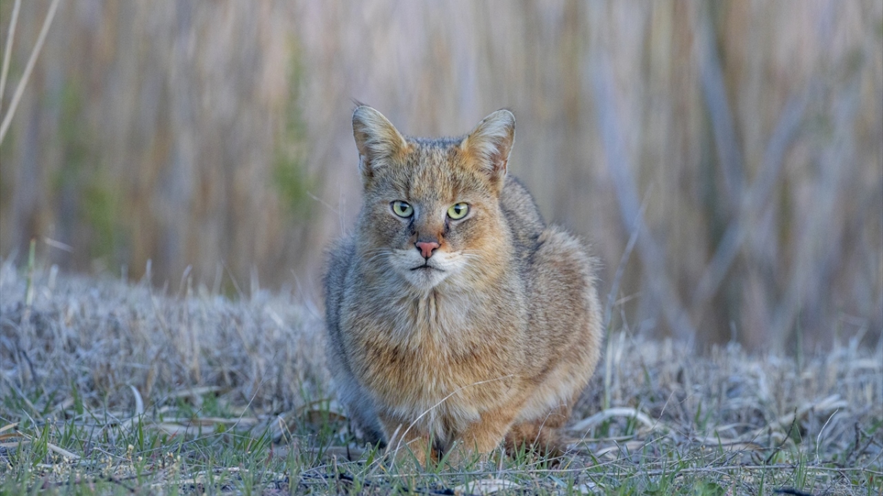 "Yabani bir kediye `pisi pisi` demişim"