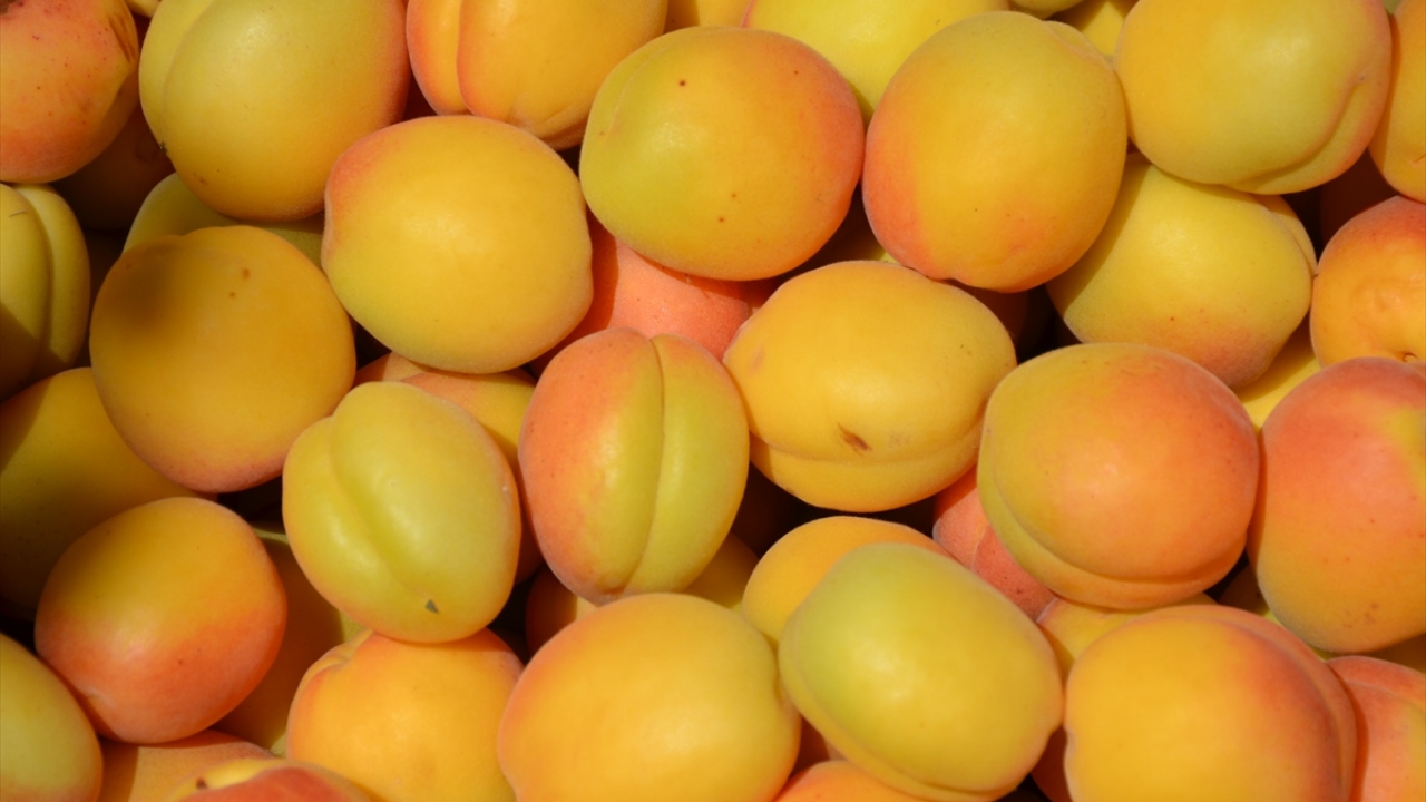 Türkiye`deki 17 milyon kayısı ağacından yaklaşık 8 milyonuna sahip bulunan ve "Dünyanın kayısı başkenti" olarak nitelendirilen Malatya`da 50 bin civarında aile geçimini bu üründen sağlıyor. 