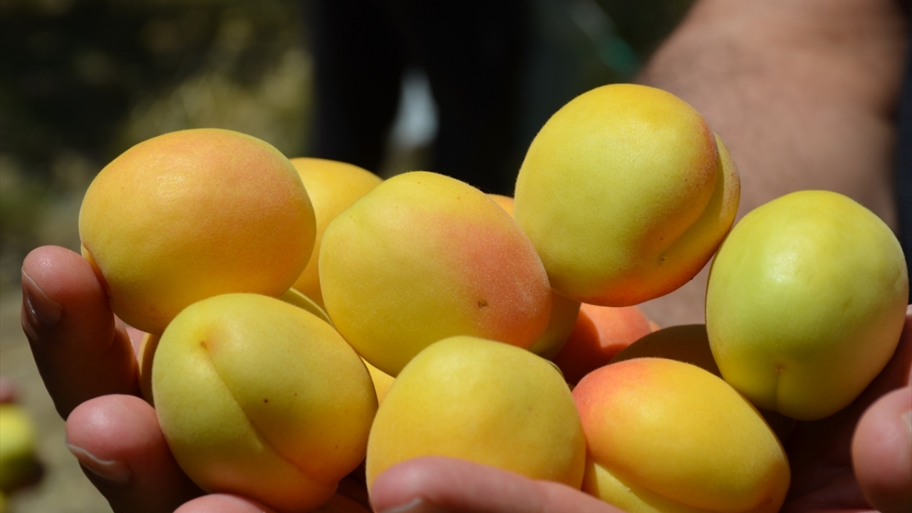 "Antep baklavası" ve "Aydın inciri"nden sonra Türkiye`nin Avrupa Birliği nezdinde coğrafi işaret tesciline sahip üçüncü ürünü olan Malatya kayısısı, geçen yıl 110 ülkeye ihraç edildi. 