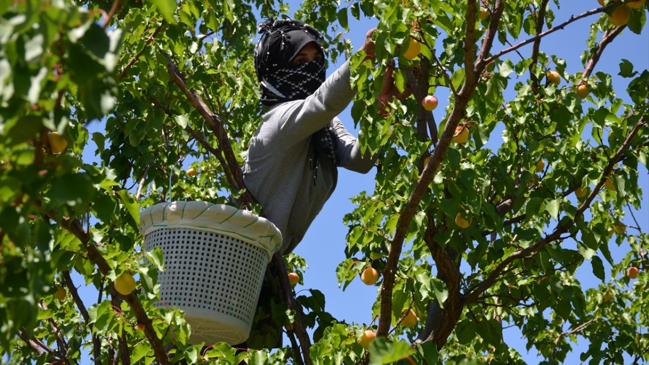 Geçen sene 99 bin 666 ton kuru kayısı ihracatından 253 milyon 500 bin dolar gelir sağlandı.