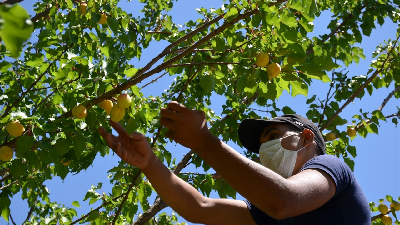 Kentte yeni hasat dönemiyle birlikte yaş meyve ihracatçıları da Avrupa`ya kayısı ihracatına başladı.