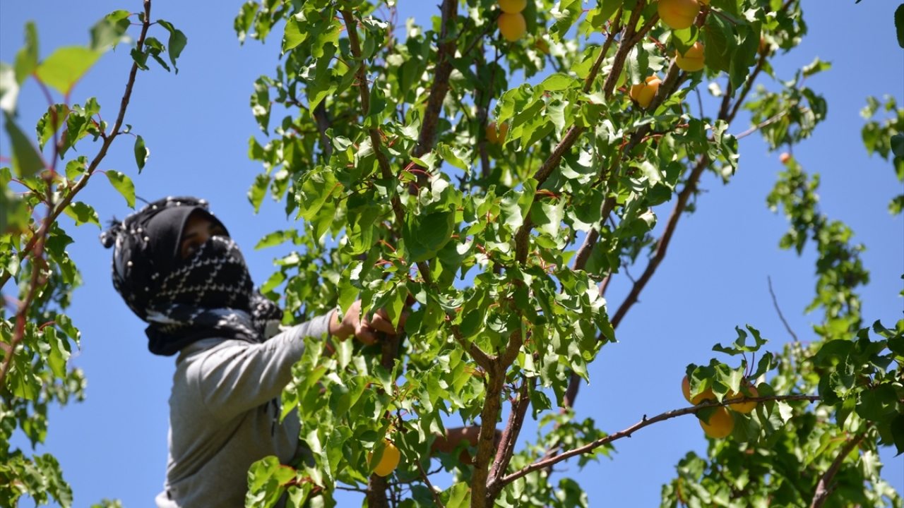 İşçilerin salgın tedbirlerine uyarak hasat gerçekleştirdiğine işaret eden Özcan, ürünün beklendiği gibi kaliteli olduğunu söyledi. Özcan, şöyle devam etti: