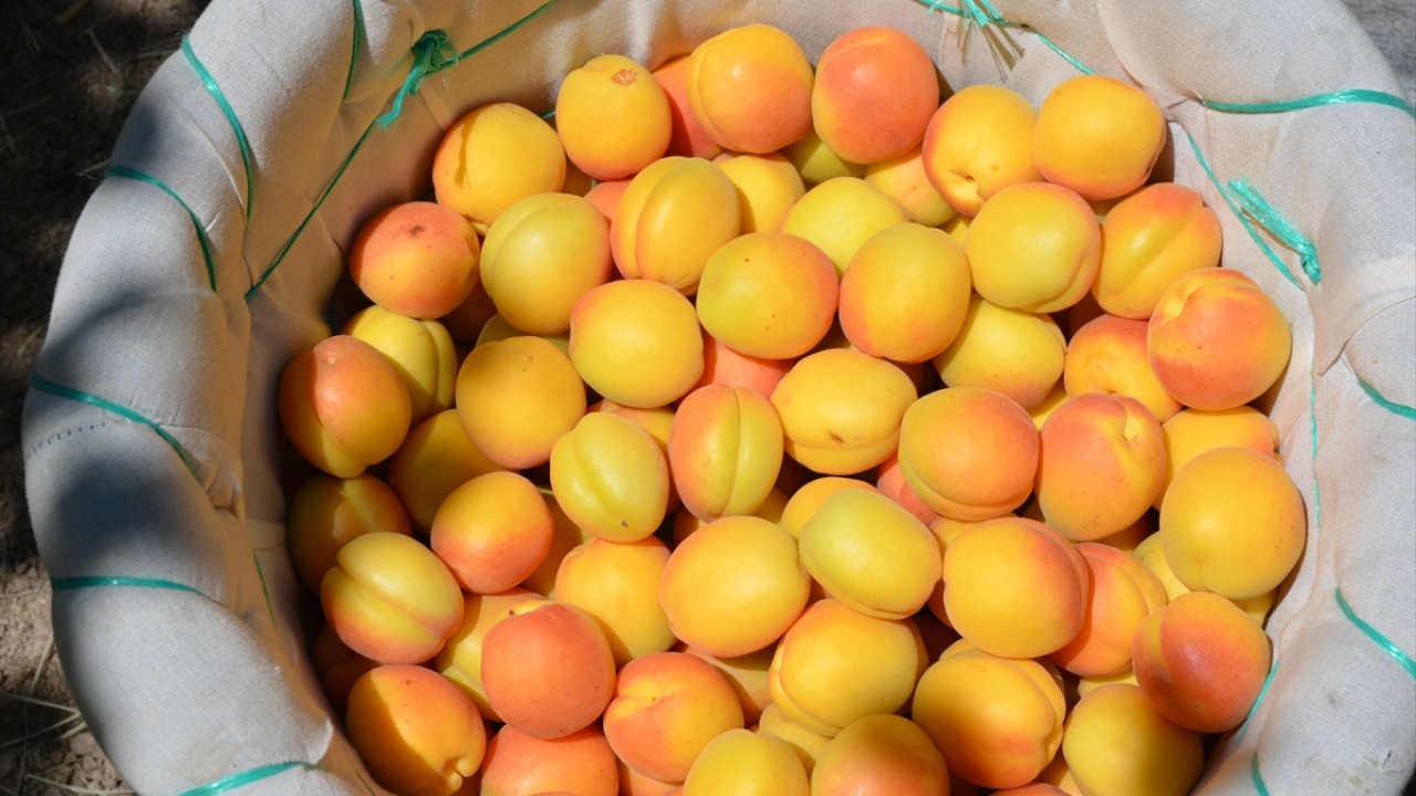 Kentte kayısı hasadının yaklaşık 40 gün süreceğini aktaran Özcan, şunları kaydetti: