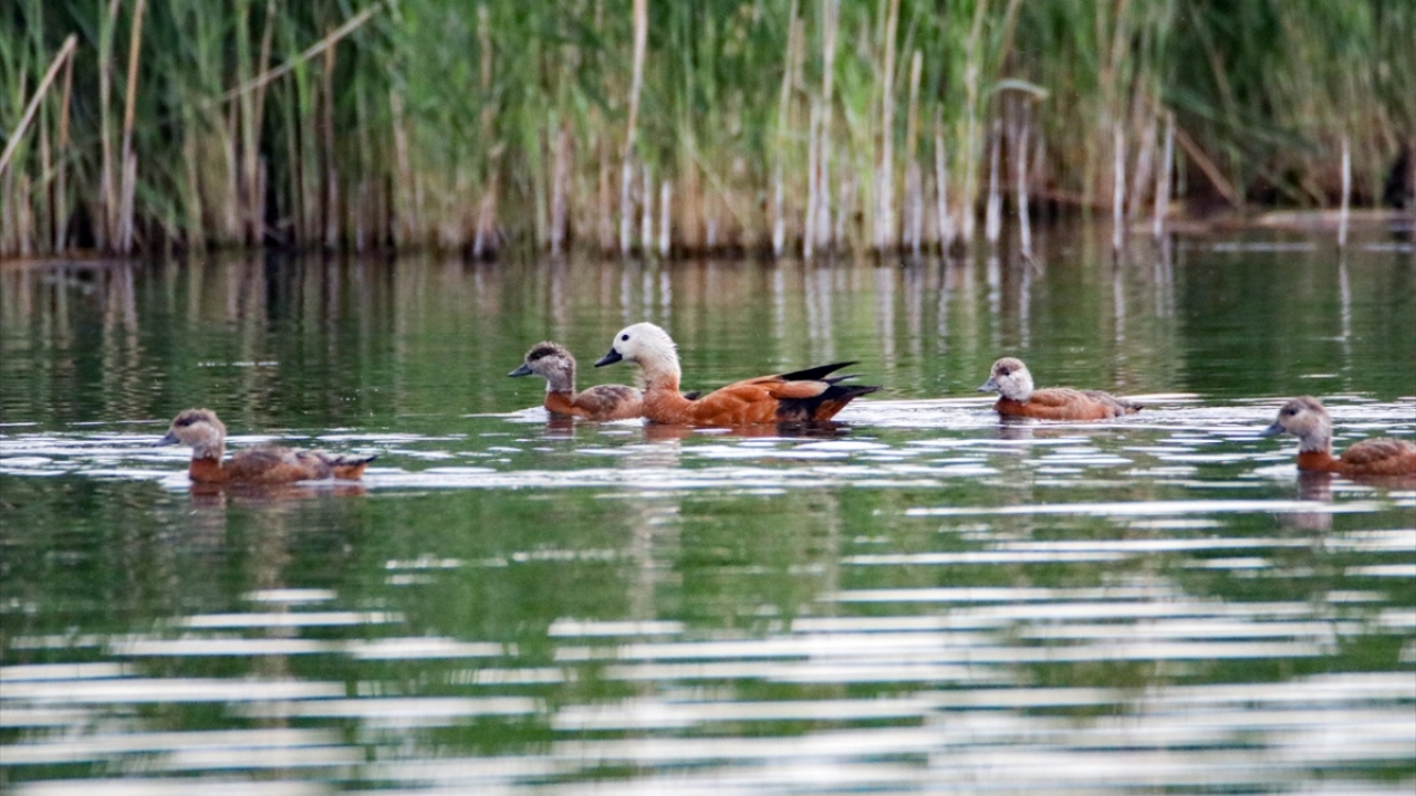 ğrı Dağı Milli Parkı`nın sınırlara yakın alanlarında yoğun şekilde görülebilen angıtlar, yumurtadan çıkan yavrularıyla sulak alanda gezerek, bölgenin doğal güzelliğine renk katıyor.