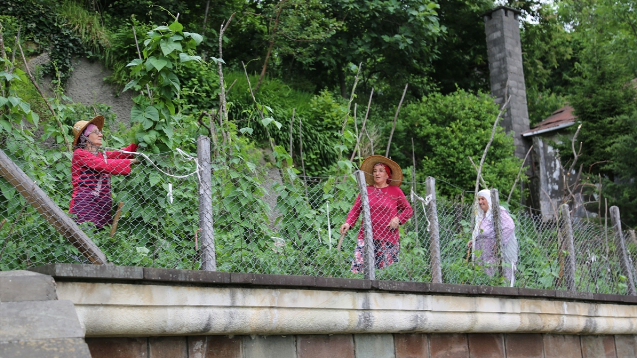 Akdemir’in kızı Ruhane Kazanç, Karadeniz Sahil Yolu`nun yapımı esnasında Kemalpaşa merkezdeki tarım arazilerinin bir kısmından uluslararası kara yolunun geçtiğini anlattı.