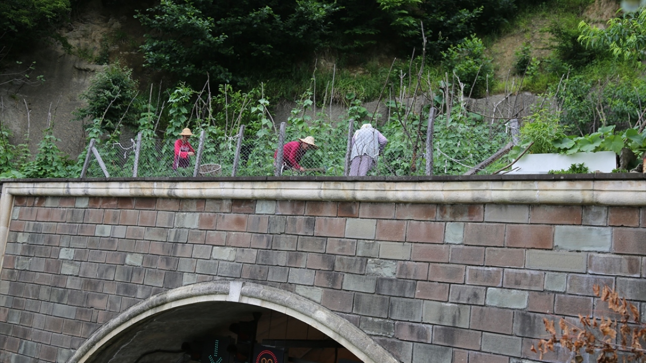 Aile fertlerinden Meryem Akdemir de babasının sırtıyla taşıdığı toprakla alanı tarla yaptığını söyledi.