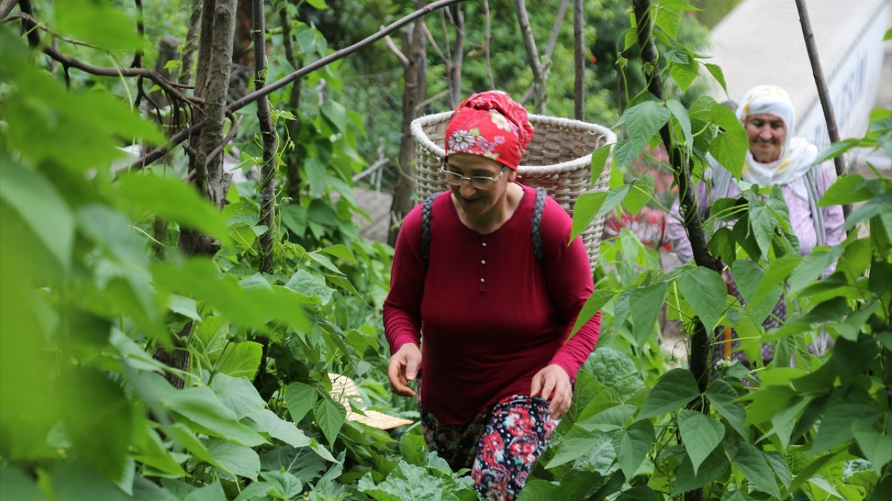 On iki kız kardeş olduklarını aktaran Akdemir, kardeşleri ve annesiyle birlikte tarla ve bahçelerini baba yadigarı olarak işlediklerini belirtti.
