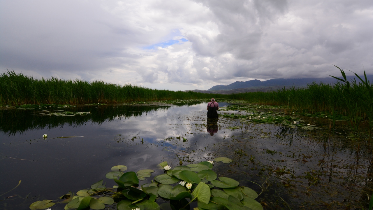Avrupa`da koruma altında olan, gizemli ve mitolojik bir sembol olarak da kullanıldığı bilinen nilüferler, açtıkları yerlerde eşsiz güzellikleriyle seyrine doyum olmayan manzaraya sahne oluyor.