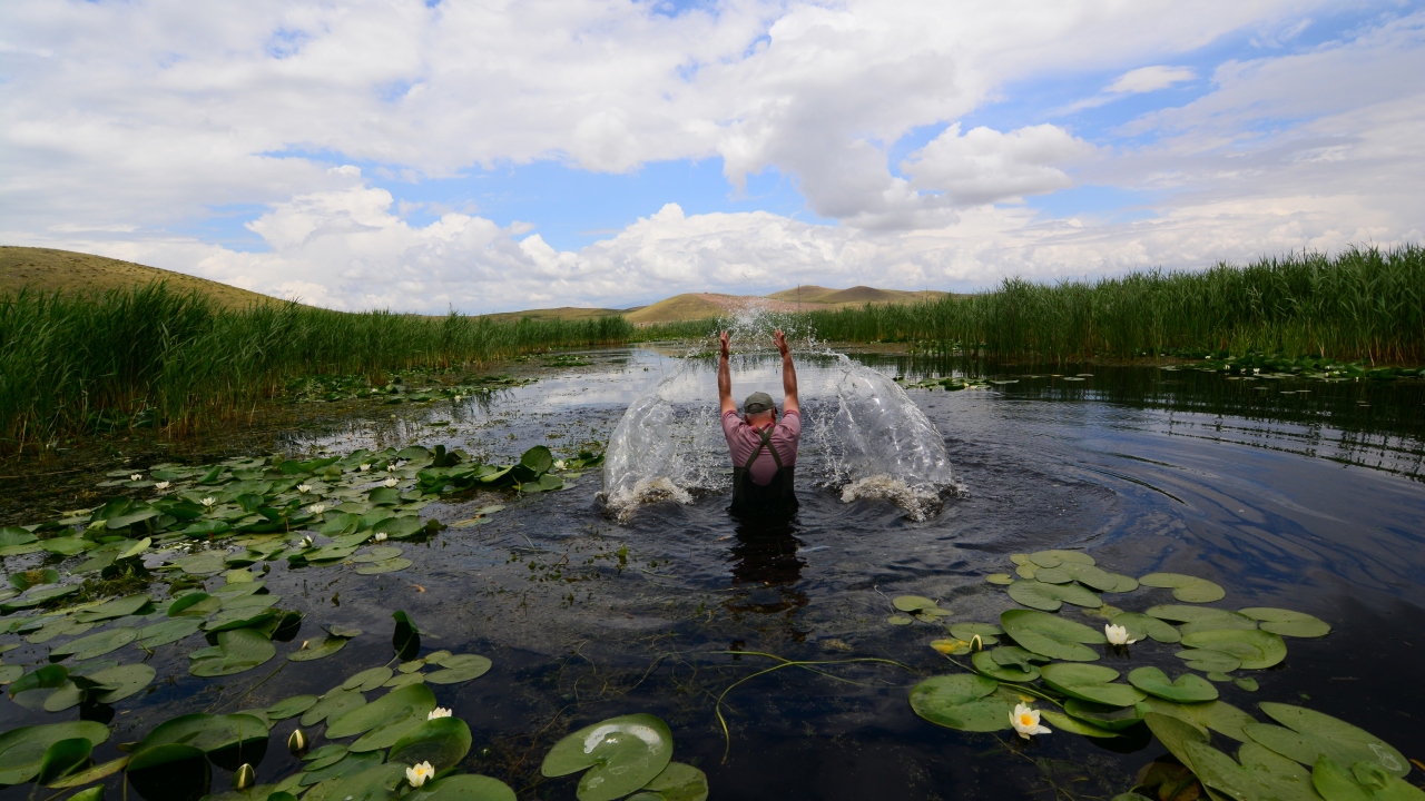 Durağan sulak alanlarda yetişen sarı ve beyaz nilüferler, doğaseverlerin yanı sıra fotoğraf tutkunlarının ilgisini çekiyor. 