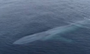 Pasifik Okyanusu'nda görülen mavi balina balıkçıları korkuttu