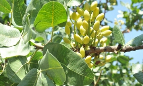 "Yeşil altında" bu yıl rekor bekleniyor