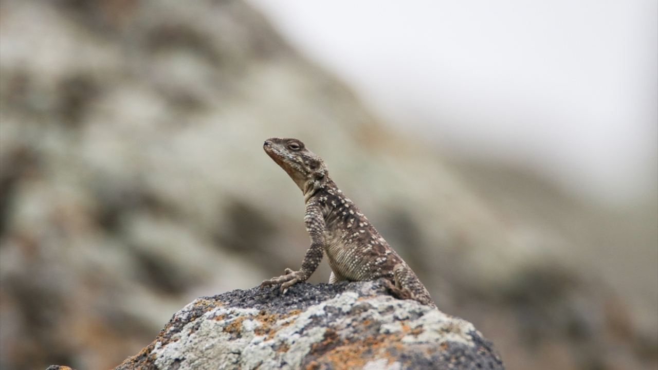 Sürüngenler arasında nadir görülen türlerden olan Kafkas keleri, Iğdır`da görüntülendi.