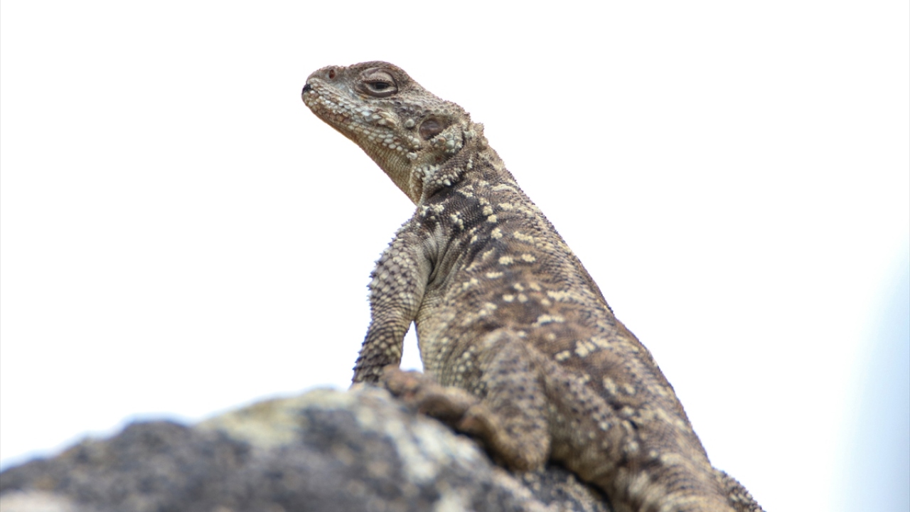 Dünyada, Kafkasya ve Türkiye`nin Doğu Anadolu Bölgesi`nde yaşadığı bilinen Kafkas keleri, Ağrı Dağı eteklerindeki kayalıklarda yaşıyor.
