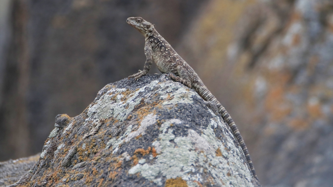 Burada 2017 yılında görüntülenerek kayıt altına alınan Kafkas keleri, doğada en zor görülebilen sürüngen türleri arasında bulunuyor.