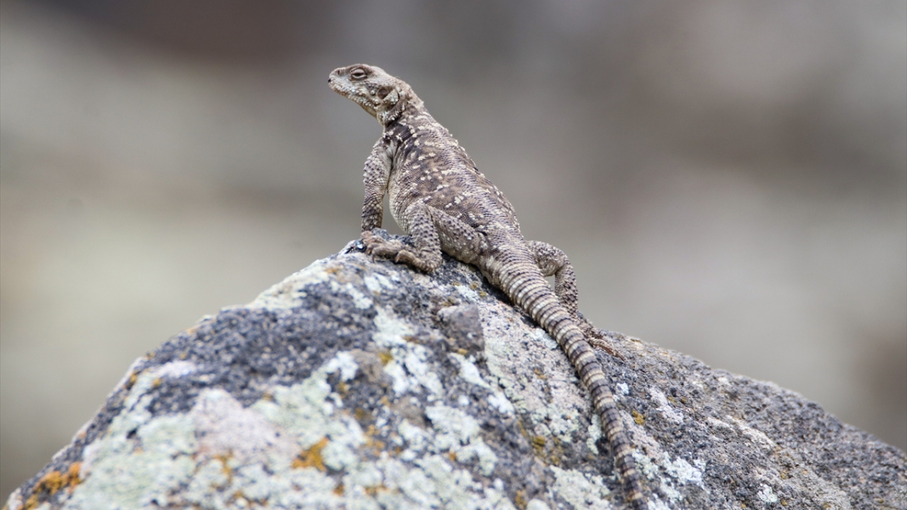 Bilimsel adı paralaudakia caucasia olan Kafkas keleri, birçok doğa fotoğrafçısının da görüntülemek istediği türler arasında yer alıyor. 