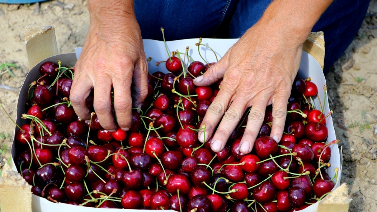 Gün boyu dikkatle toplanan kirazlar, kasalara yerleştirildikten sonra nakil için hazır hale getiriliyor. Hazırlanan kiraz kasaları mahalledeki alana getiriliyor ve buradan da toptancılara satılıyor.