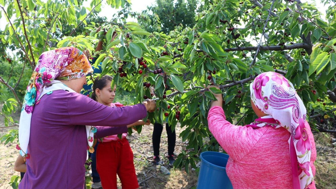 İl Tarım ve Orman Müdürü Oktay Öcal, yaptığı açıklamada, Tekirdağ`da zeytin, üzüm, kiraz ve ceviz üretiminin önemli bir yer tuttuğunu söyledi.  