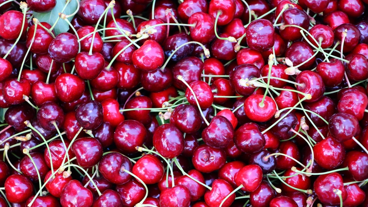 Geçimini kiraz ve üzüm üretimiyle sağlayan Şarköy`ün Çınarlı Mahallesi`ndeki çiftçiler, yıl boyunca yetiştirdikleri kirazları toplamak için sabahın ilk saatlerinde gittikleri tarlalarda yoğun mesai harcıyor.