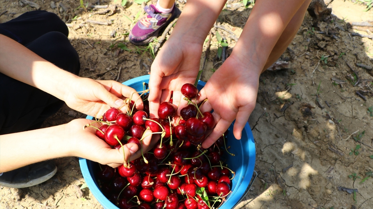 Napolyon kirazını diğerlerinden ayıran özelliklerin çok iri, lezzetli ve pazara dayanıklılığı olduğunu vurgulayan Tekin, fiyatının ise talebe göre 7-8 lira arasında değiştiğini bildirdi.