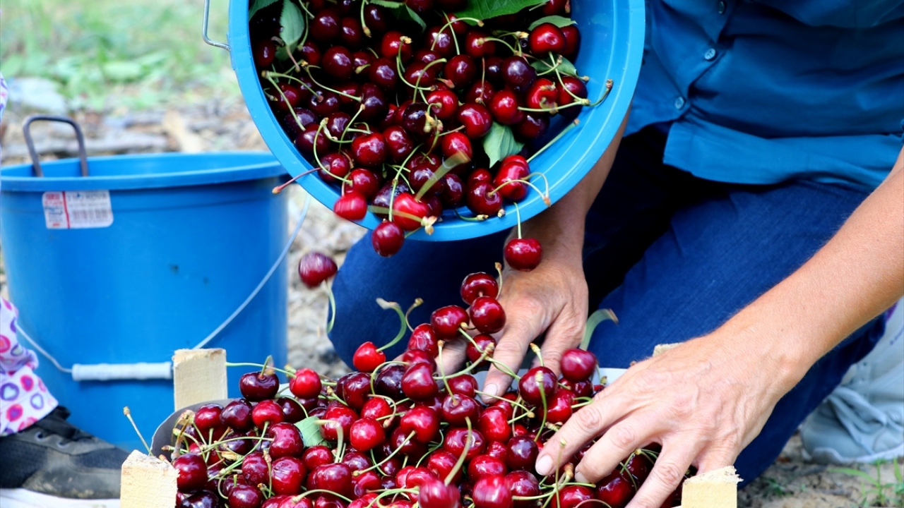 "Bu yıl verim arttı"