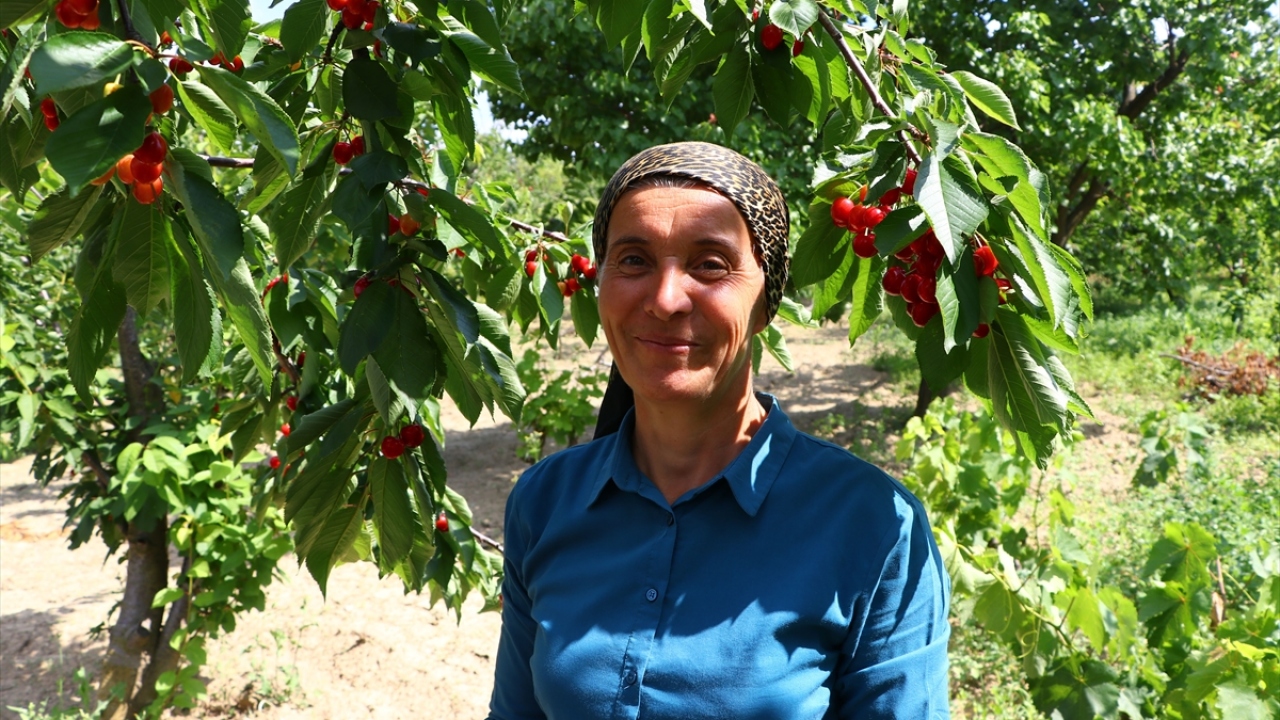 Kiraz hasadı yapan Jale Tekin ise sabah erkenden kiraz toplamaya başladıklarını dile getirdi.