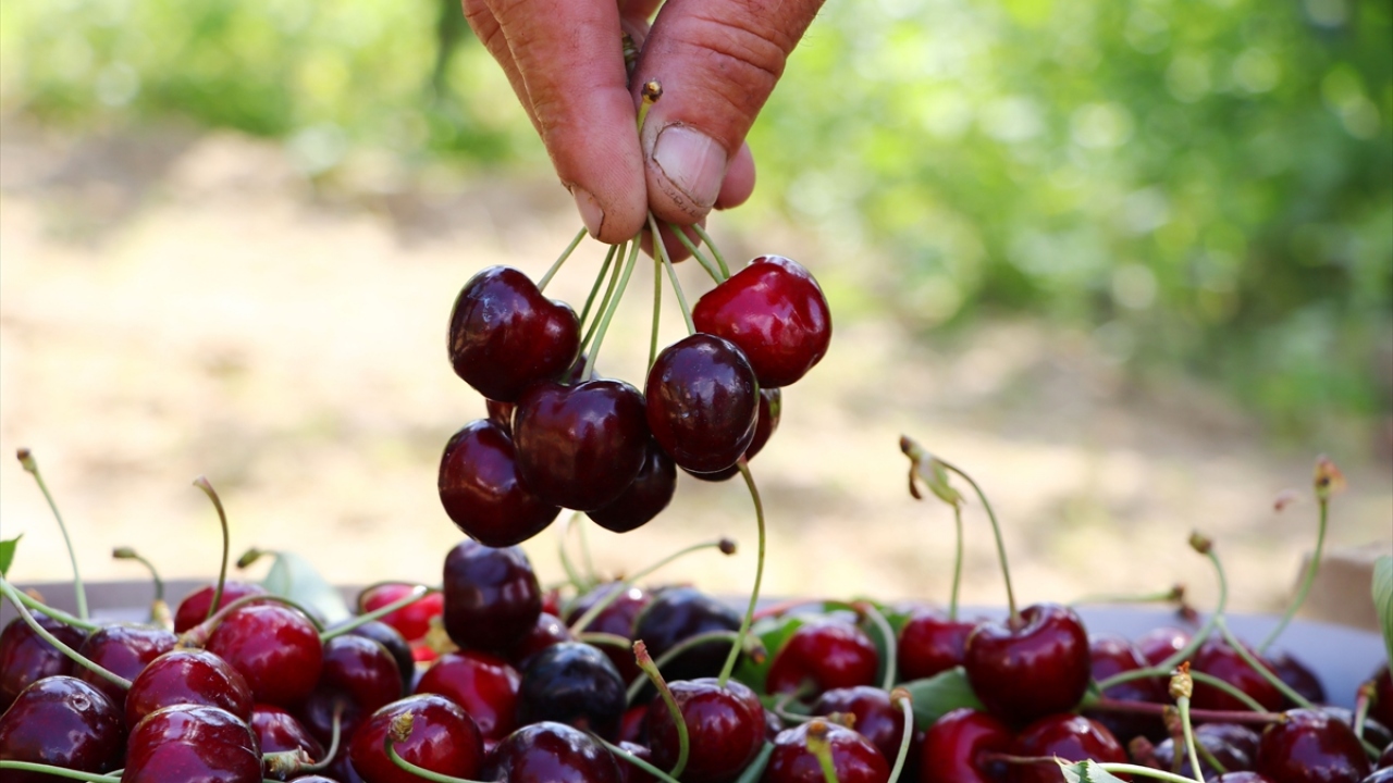 Altıparmak kirazının dondurulmuş gıda, meyve suyu ve pastacılık sanayinde kullanıldığını bildiren Öcal, şöyle devam etti: