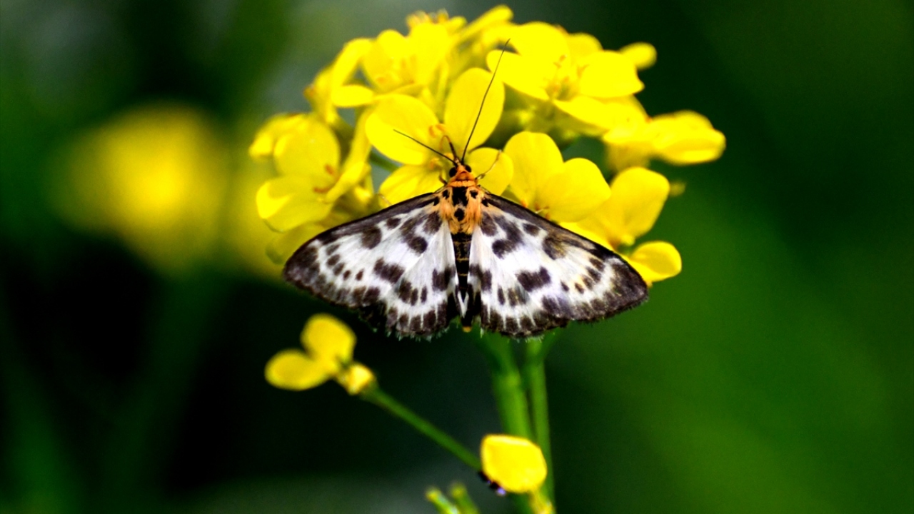 Üreme döneminde beslenme şekilleri ile renklerini daha canlı hale getiren kelebekler, yaz aylarında farklı çiçeklere ev sahipliği yapan doğaya ayrı güzellik katıyor.