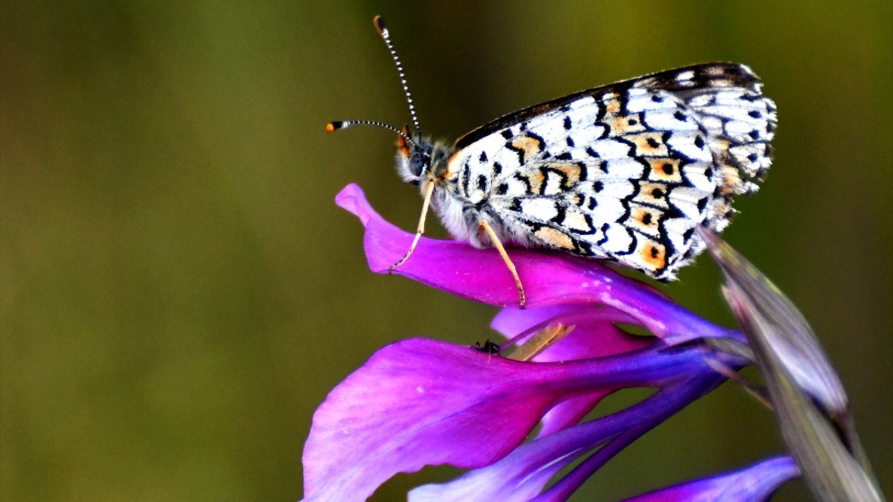 Kuzeydoğa Derneği Bilim Koordinatörü Emrah Çoban, yaptığı açıklamada, Sarıkamış`ın eşsiz doğasıyla birçok yaban hayvanın, böcek, kuş gibi canlıların ortak mekanı olduğunu söyledi.