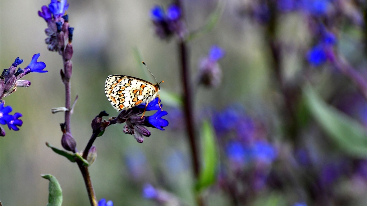 Kelebekler kış uykusuna yatar ve göç eder
