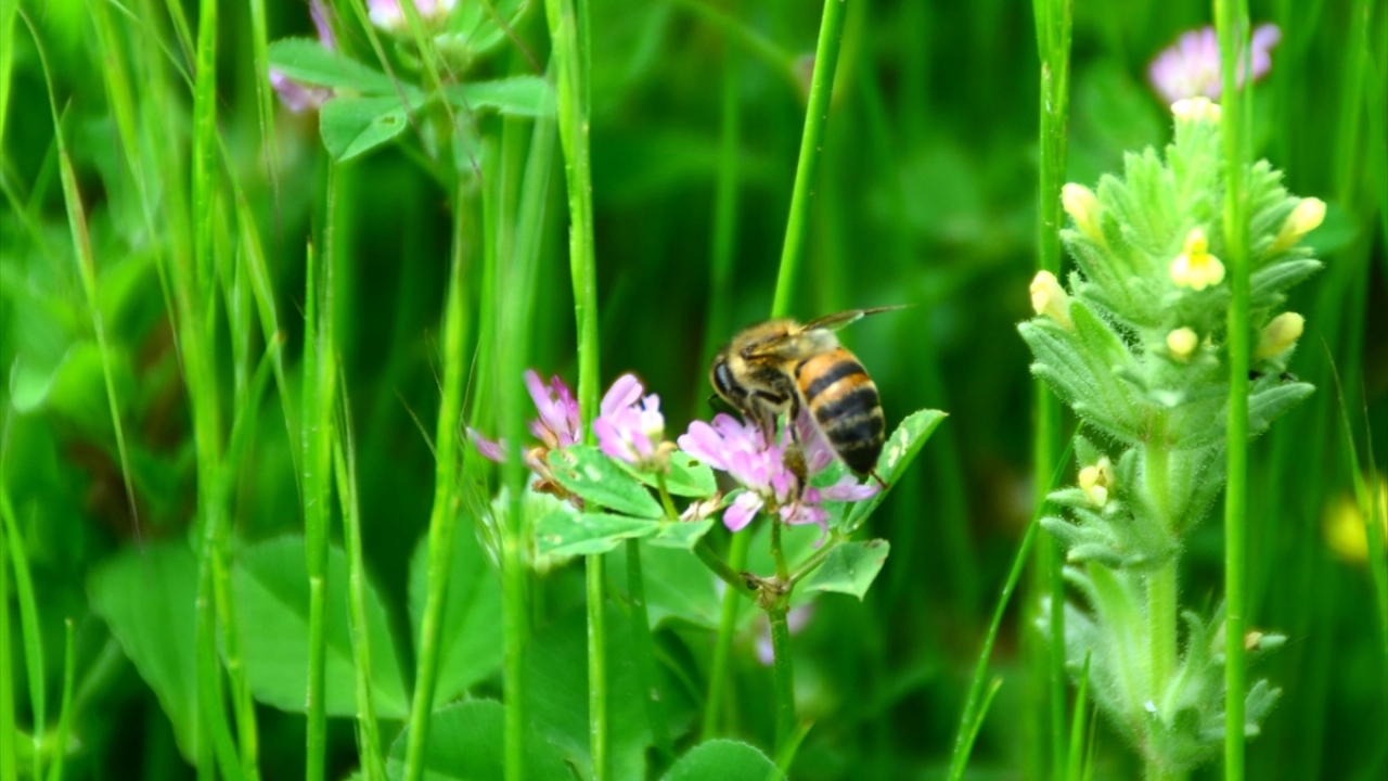 Bitlis`in zengin floraya sahip yüksek kesimlerindeki yayla ve dağlara bırakılan söğüt dallarından yapılan özel kovanlarda meşakkatli sürecin ardından elde edilen organik kara kovan balı, kent ekonomisine büyük katkı sağlıyor. 