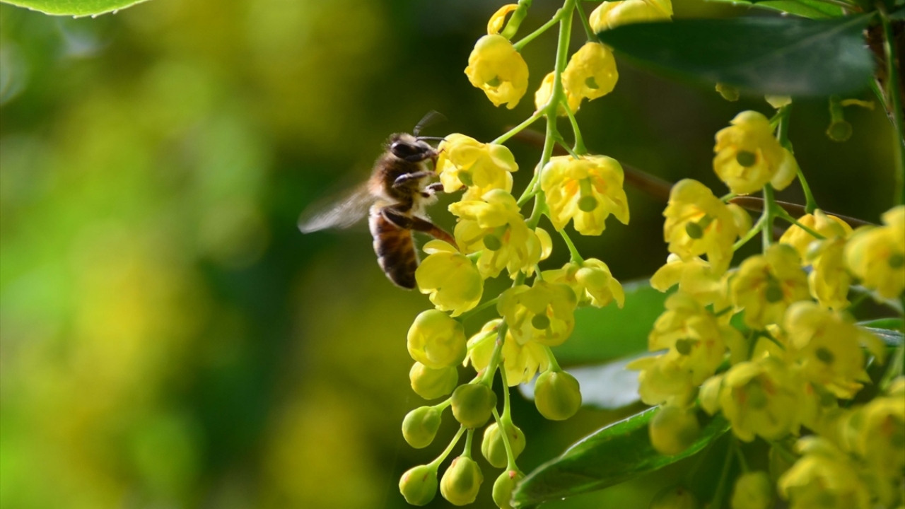 "Endemik türler Bitlis`i dünyada ayrı bir yere taşıyor"