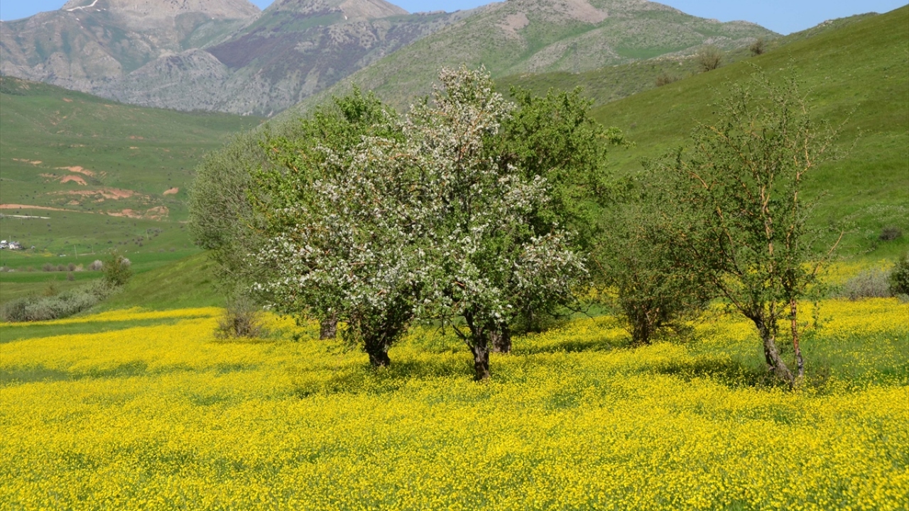 İlkbaharda kovanlarını düşük rakımlı yaylalara çıkaran ve gerekli bakımlarını yapan arıcılar, zirvelerdeki karın erimesiyle kovanları 3 bin rakımlı yaylalara çıkararak üretime başlıyor.