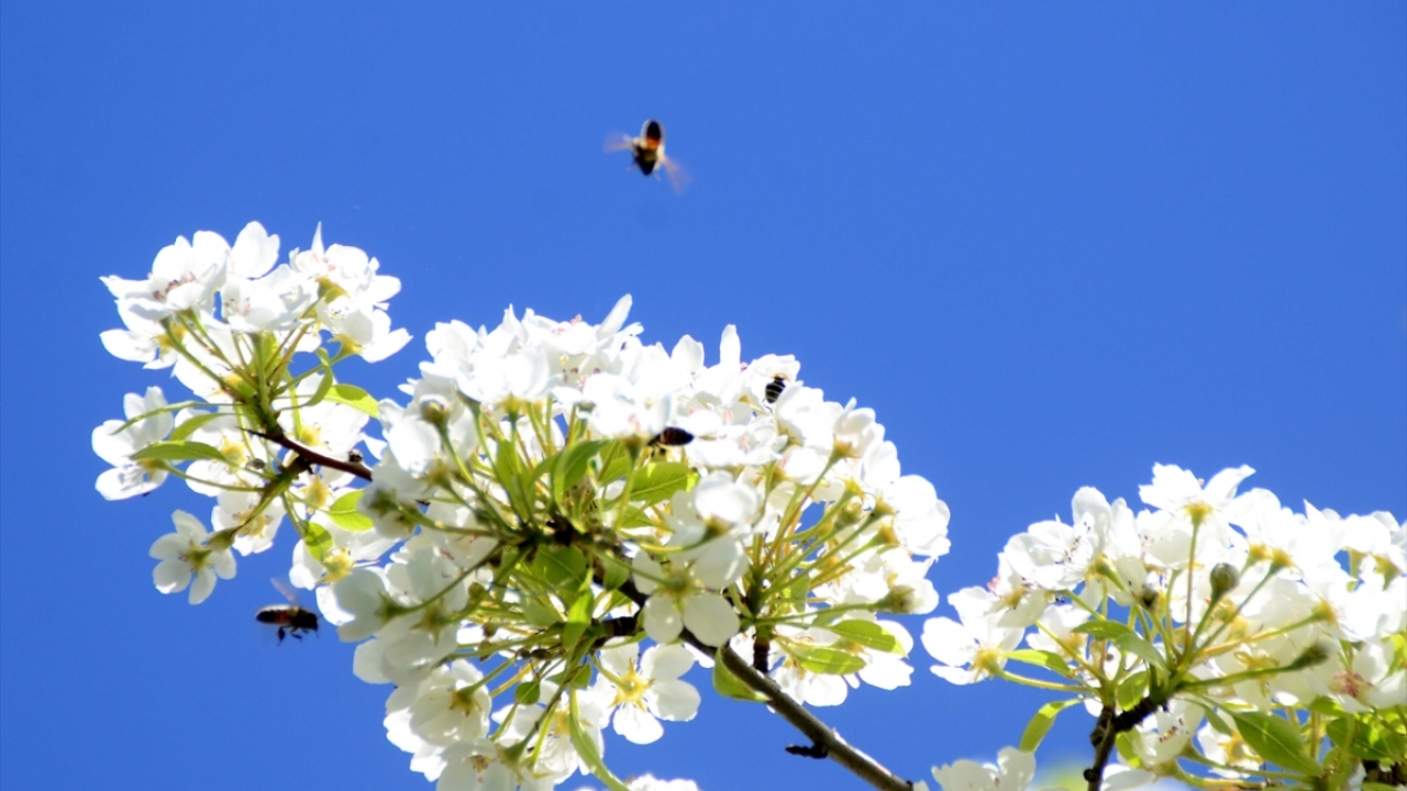 Kışın sıcak olan Akdeniz ve Güneydoğu Anadolu bölgelerine göç eden, yaz boyunca da Bitlis`in yaylalarına gelen gezgin arıcıların yanı sıra kentteki bal üreticileri, en kaliteli balı üretmek için yoğun emek harcıyor.