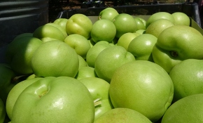 Şifa deposu Bayramiç beyazının hasadı başladı