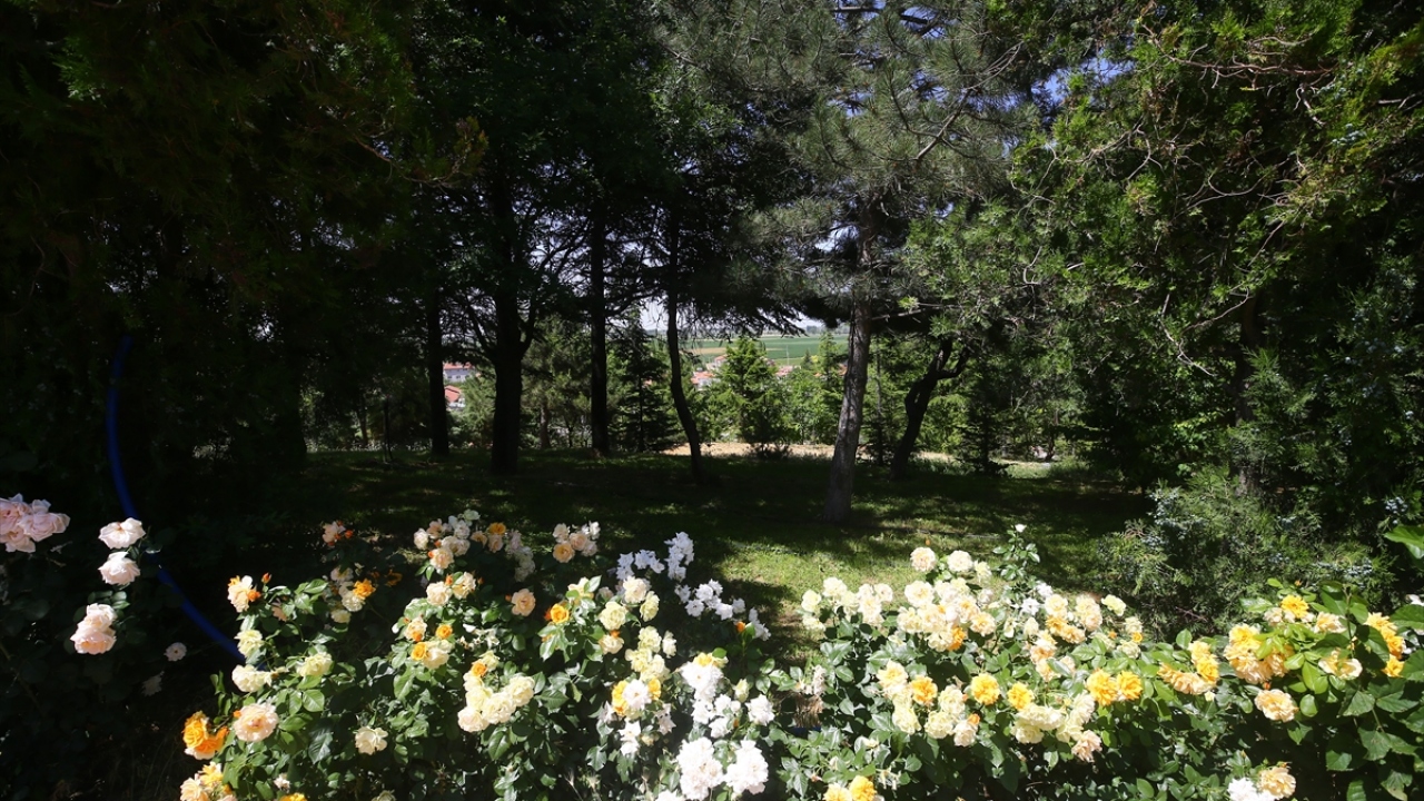 İlk etapta mahallesindeki yol kenarlarına fidan diken Tabak, zamanla mahallenin ortasındaki boşluk tepeyi de ağaçlandırdı. Gün geçtikçe belediye ve hayırseverlerin de desteğini alan Tabak, 11 yılda binlerce ağacı toprakla buluşturdu. 