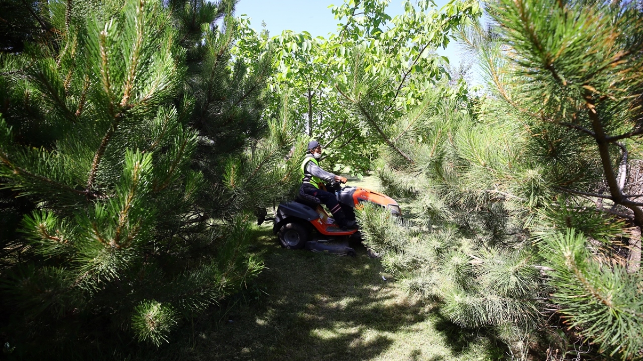 Belediyenin kendisine iki adet çim biçme makinesi zimmetlediğini anlatan Tabak, tüm gününü maaş almadan severek, yeşil alanda geçirdiğini söyledi.