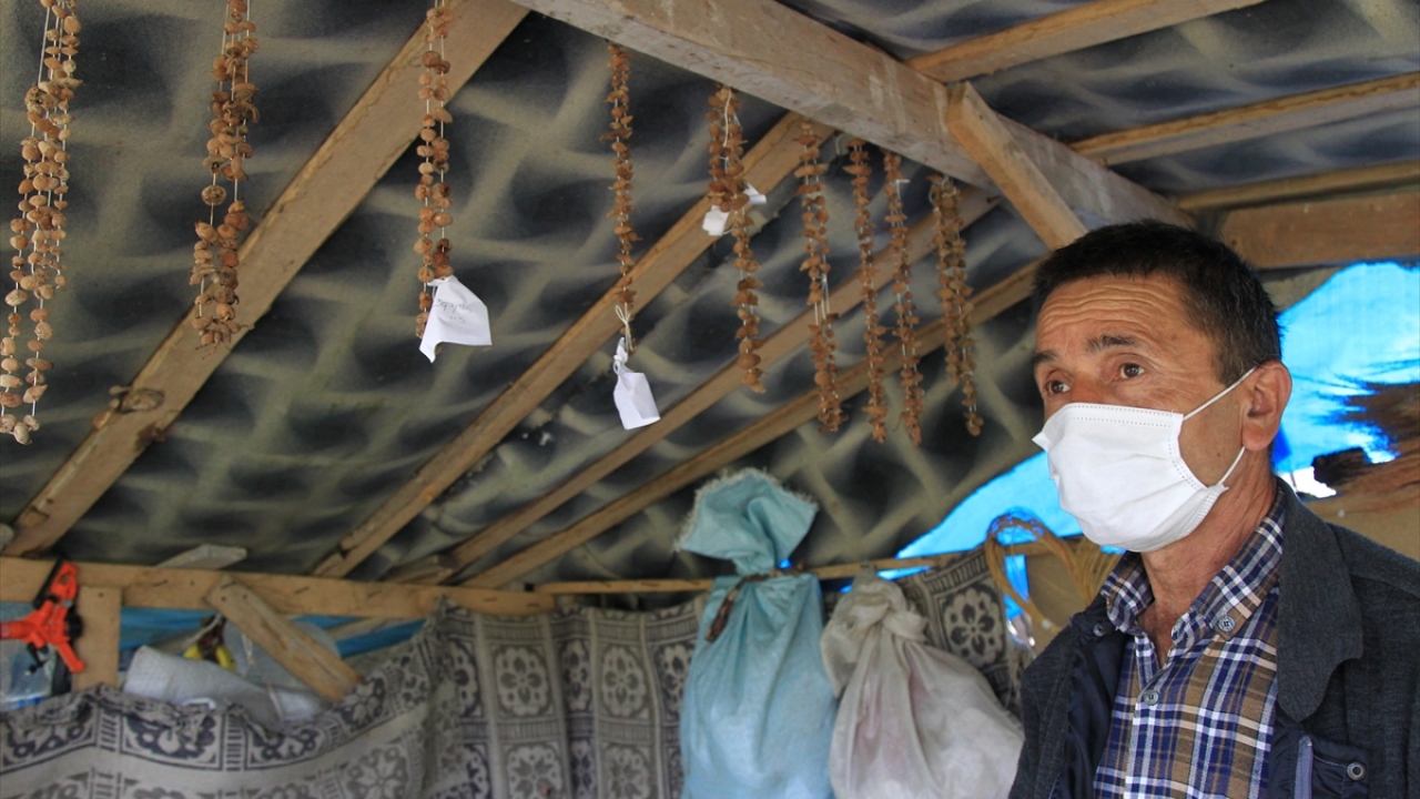 Nisan ve mayıs aylarında hasadına başlanan salep orkidesinden bu yıl 15 ton yumru elde edildi. Yaş olarak kilogramı 60 liradan satılan salep, kazancıyla üreticileri sevindirdi. 