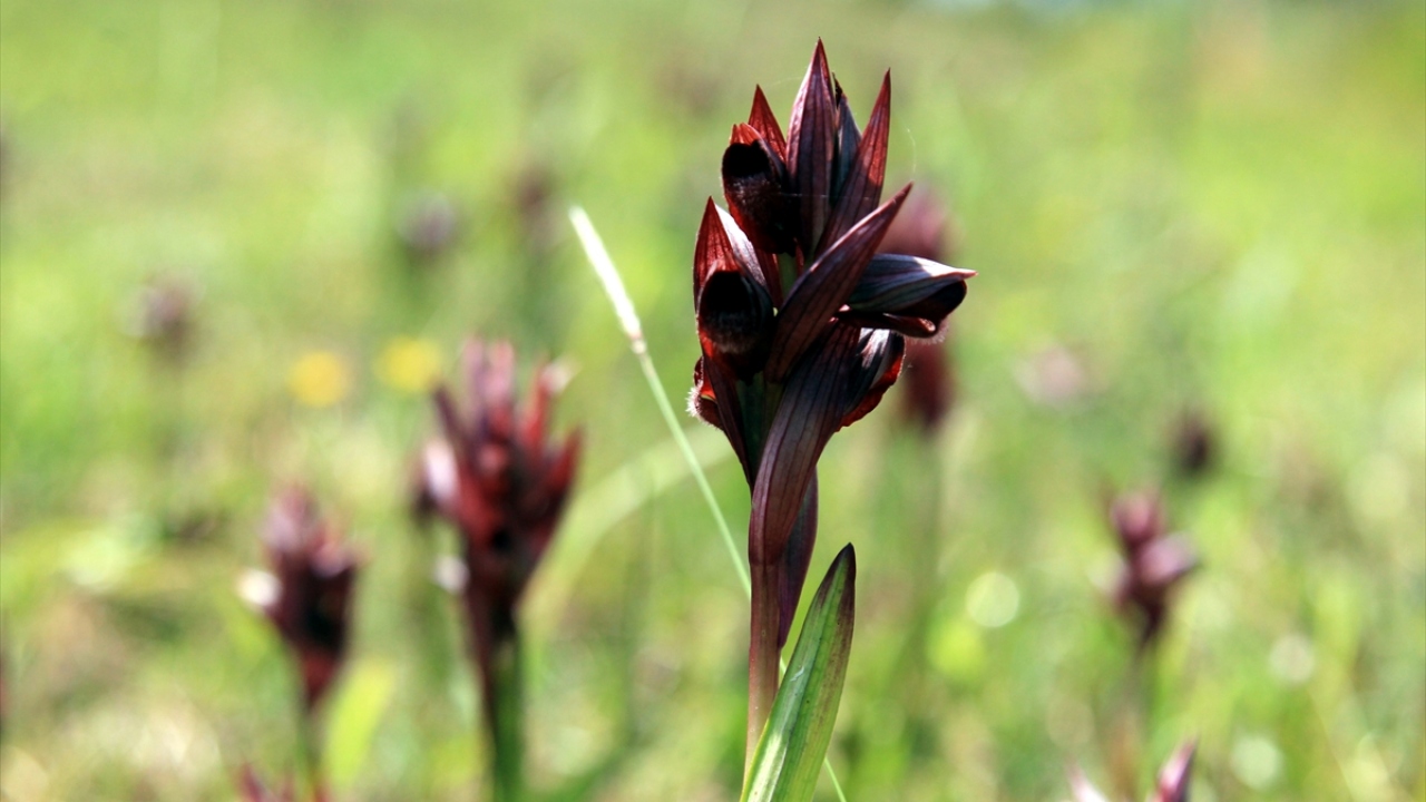 Ekonomik değerinin yüksek olması ve yumrularının toz haline getirilerek içecek, dondurma, pastacılık ve kimya sektörlerinde kullanılması dolayısıyla talep gören salep orkidesinin üretim alanı her geçen yıl genişliyor. 
