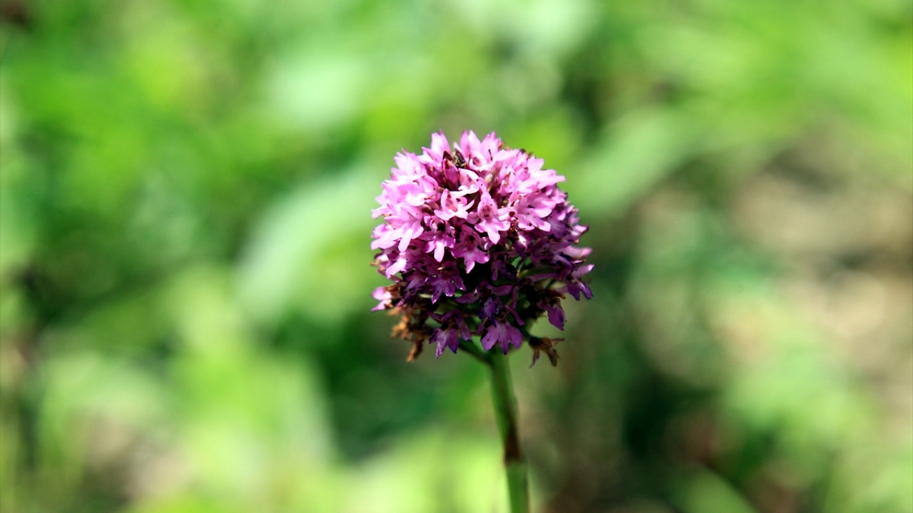 Ondokuz Mayıs Üniversitesi (OMÜ), Ekolojik Üreticiler Eğitim ve Yardımlaşma Derneği (EKOMDER) ile Büyükşehir Belediyesinin hazırladığı projeyle 2006 yılında üretimine başlanan salep orkidesi, çiftçi için yeni bir kazanç kapısı oldu.