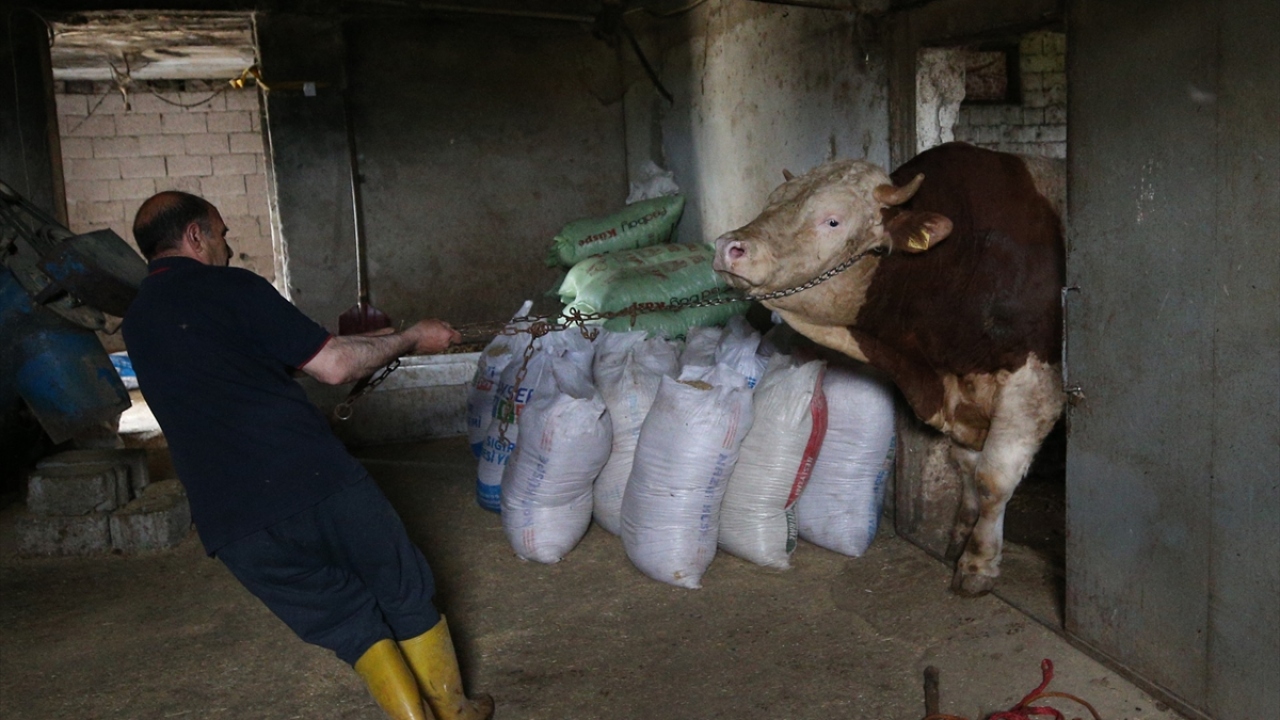 Kocasinan ilçesine bağlı Elagöz Mahallesi`nde yaşayan besici Barış Arslan`ın satışa çıkardığı kurbanlıklar arasında yer alan  "Şampiyon" da iriliğiyle dikkati çekiyor.