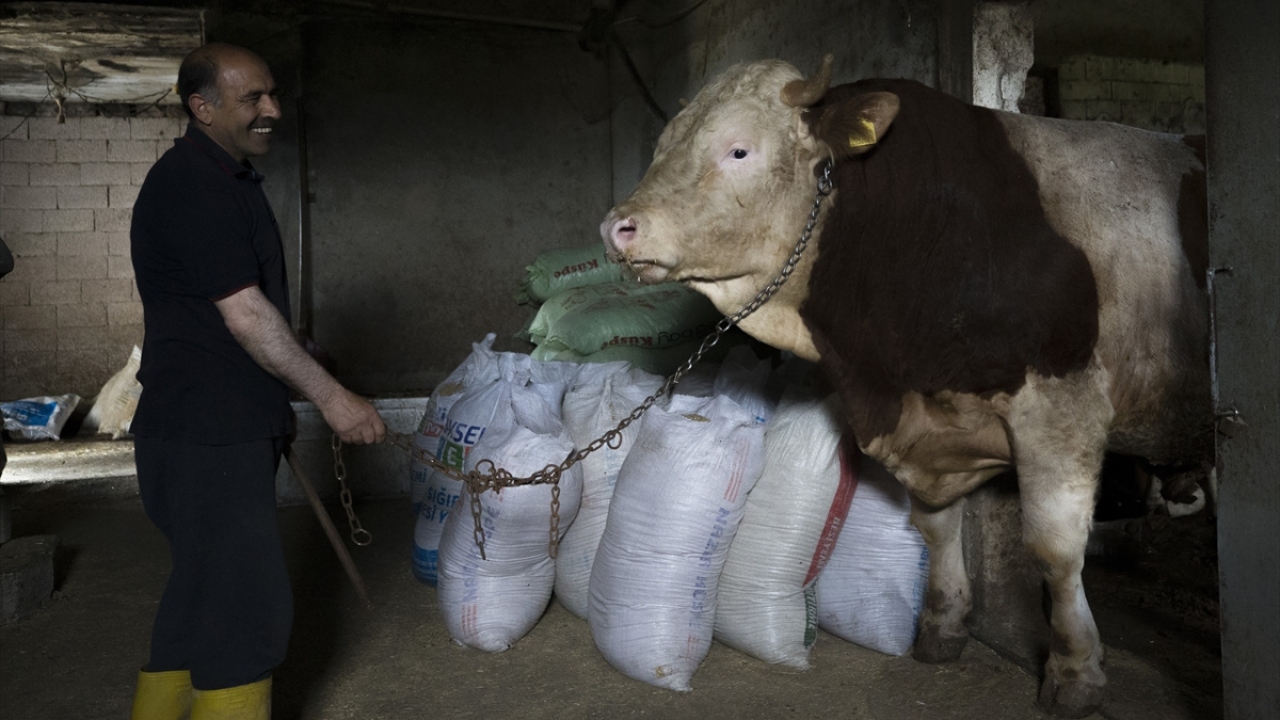 "Şampiyon bizim göz bebeğimiz" diyen Arslan, 3 yaşındaki simental cinsi hayvanın, 1 ton 100 kilogram ağırlığında olduğunu ve 30 bin liradan satışa sunduklarını ifade etti.