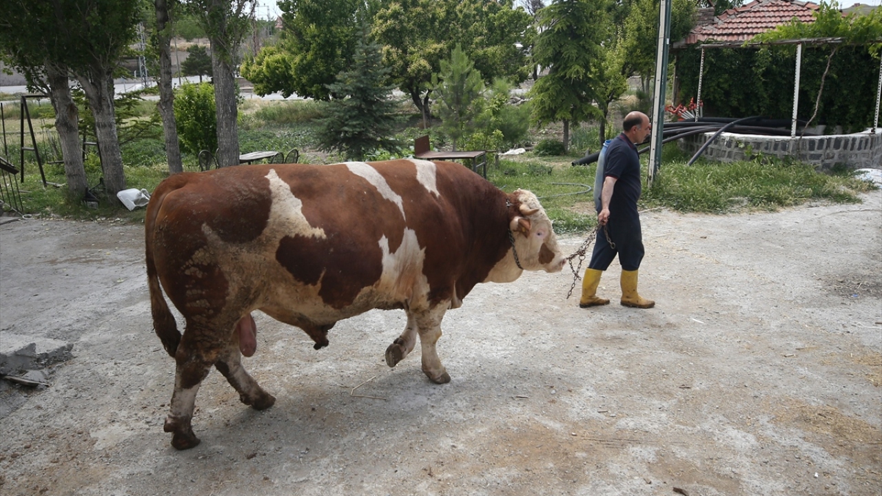 Arslan, özenle beslediği hayvanının diğer kurbanlıklarının yaklaşık 2 katı ağırlıkta olduğunu kaydetti.