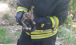 Kafası demir boruya sıkışan kediyi itfaiye kurtardı