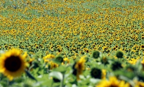 Trakya'da tarlalar sarıyla süslendi
