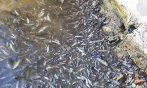 Küçükçekmece Gölü'nde binlerce balık kıyıya vurdu